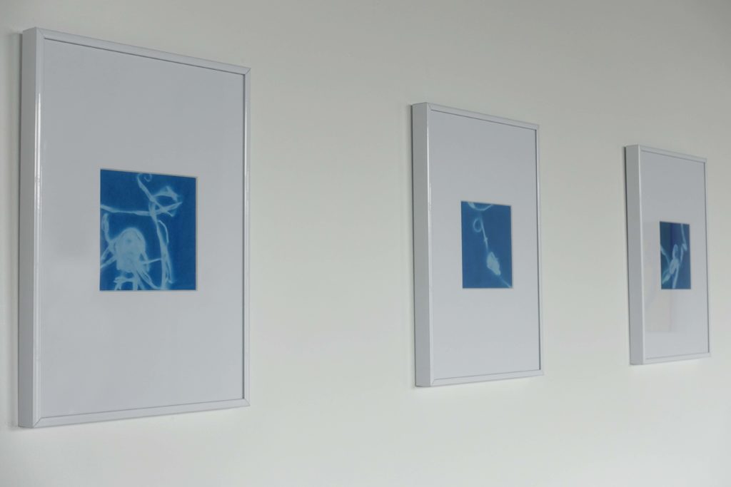 Cyanotypes